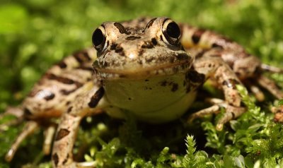 Pickerel Frog (Lithobates palustris)