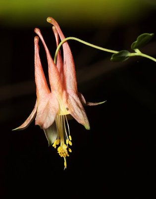 Wild Columbine (Aquilegia canadensis)