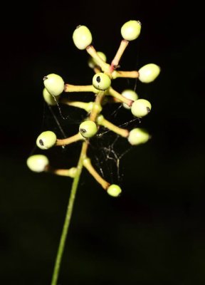 White Baneberry Berries (Actea pachipoda)