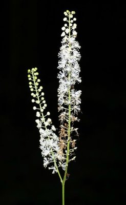 Black Cohosh (Cimicfuga racemosa) 