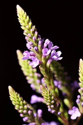 Blue Vervain (Verbena hastata)