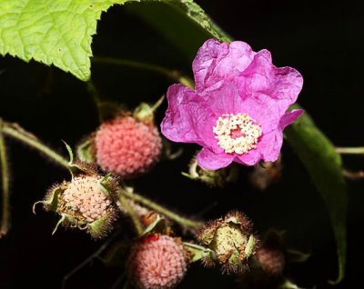Purple Flowering Raspberry (Rubus odoratus)