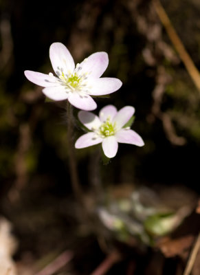 Hepatica (Hepatica nobilis) 