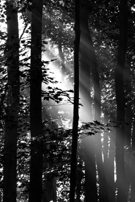 Foggy Morning