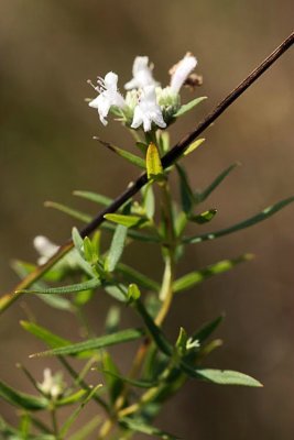 Narrow-Leaved Mountain Mint (Pycnanthemum tenuifolium)