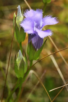 Greater Fringed Gentian (Gentianopsis crinita)