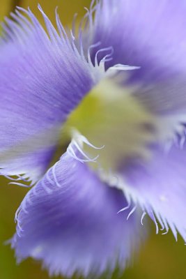 Greater Fringed Gentian (Gentianopsis crinita)