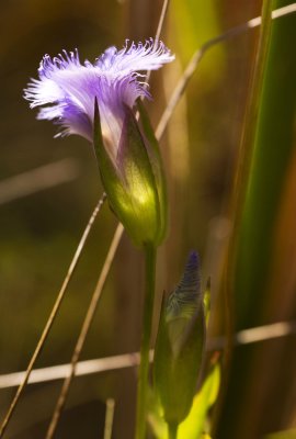 Greater Fringed Gentian (Gentianopsis crinita)