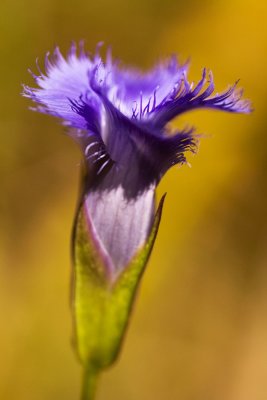 Greater Fringed Gentian (Gentianopsis crinita)