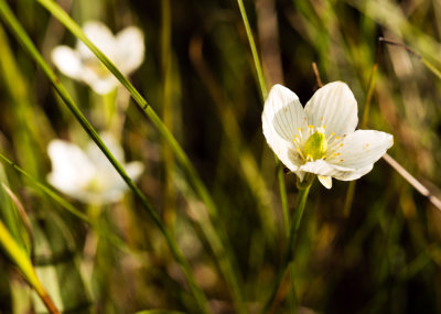 Grass of Parnassus (Parnassia glauca)