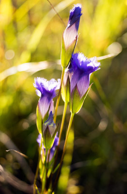 Greater Fringed Gentian (Gentianopsis crinita)
