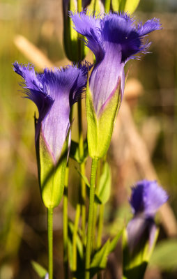 Greater Fringed Gentian (Gentianopsis crinita)