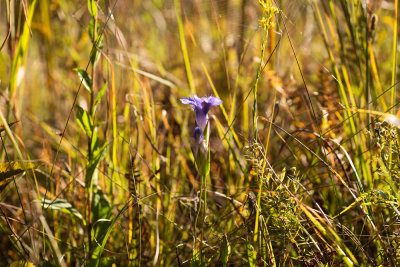Fringed Gentian Fen