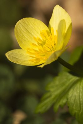 Spreading Globeflower (Trollius laxus)