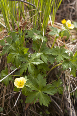 Spreading Globeflower (Trollius laxus)