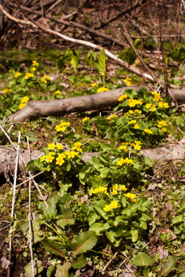 Marsh Marigold (Caltha palustris) 