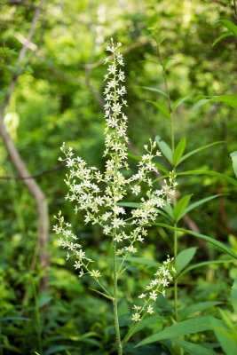 Virginia Bunchflower (Veratrum virginicum)
