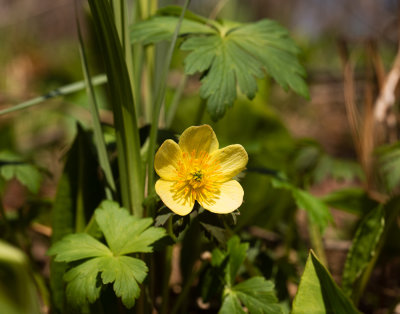Spreading Globeflower (Trollius laxus)