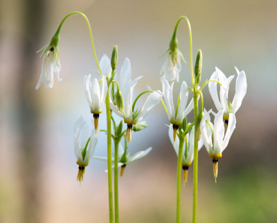 Shooting Star (Dodecatheon meadia)