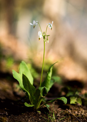 Shooting Star (Dodecatheon meadia)