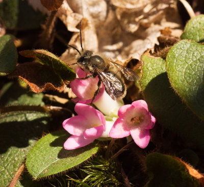 Trailing Arbutus (Epigaea repens)
