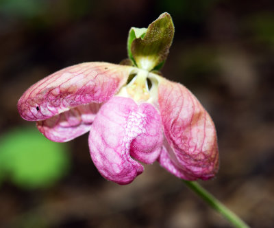 Pink Lady's Slipper (Cypripedium acaule) 
