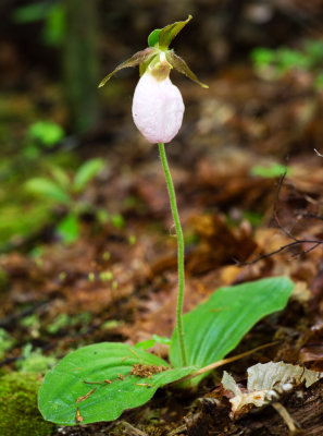 Pink Lady's Slipper (Cypripedium acaule) 