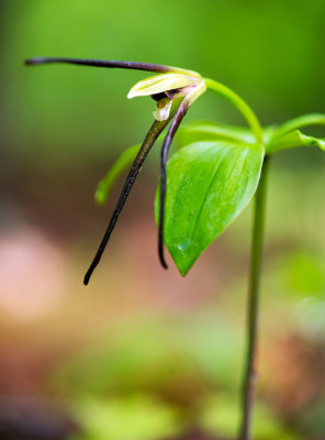 Large Whorled Pogonia (Isotria verticillata)