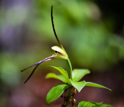 Large Whorled Pogonia (Isotria verticillata)