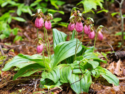 Pink Lady's Slipper (Cypripedium acaule) 