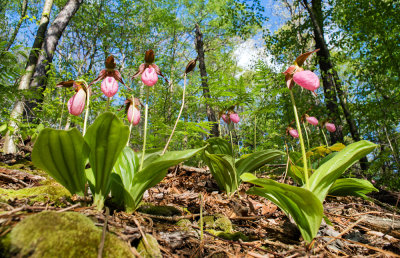 Pink Lady's Slipper (Cypripedium acaule) 