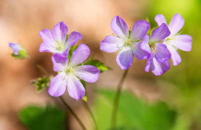 Wild Geranium (Geranium maculatum)