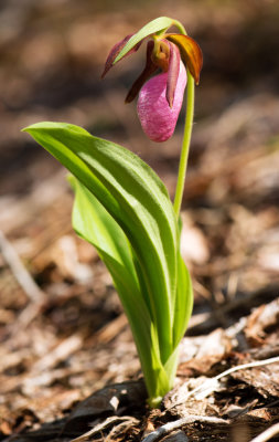 Pink Lady's Slipper (Cypripedium acaule) 