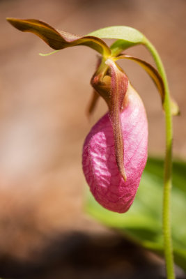Pink Lady's Slipper (Cypripedium acaule) 