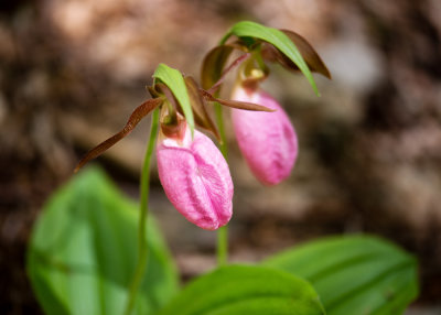 Pink Lady's Slipper (Cypripedium acaule) 