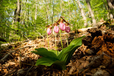 Pink Lady's Slipper (Cypripedium acaule) 