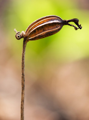 Pink Lady's Slipper Seed Pod (Cypripedium acaule) 
