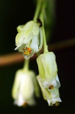 Bladdernut (Staphylea trifolia)