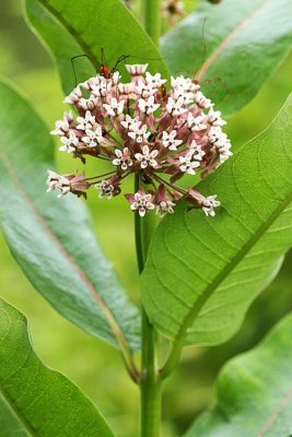 Common Milkweed (Asclepias syriaca) 