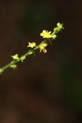 Agrimony (Agrimonia parviflora)
