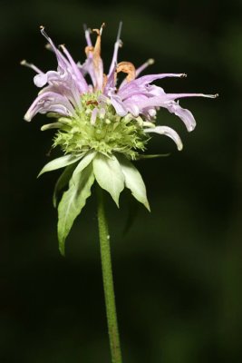 Purple Bergamot (Monarda fistulosa)