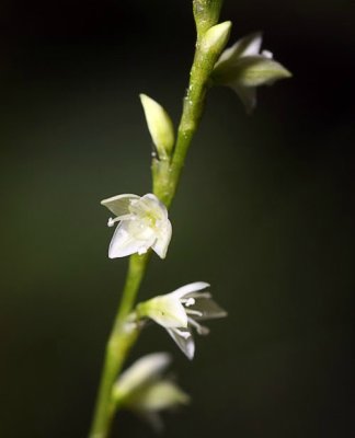 Jumpseed (Polygonum virginianum)