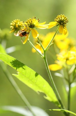 Wingstem (Verbesina alternifolia) 