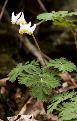 Dutchmans Breeches (Dicentra cucullaria)