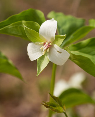 Bent Trillium (Trillium flexipes)