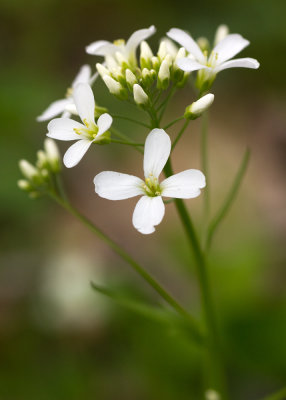 Spring Cress (Cardamine bulbosa) 