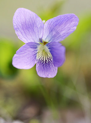 Viola sp.
