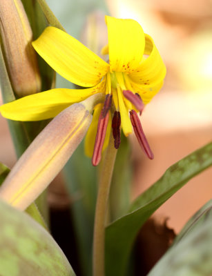 Yellow Trout Lily (Erythronium americanum)