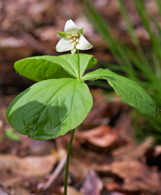 Trillium flexipes