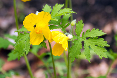 Celandine Poppy (Stylophorum diphyllum)